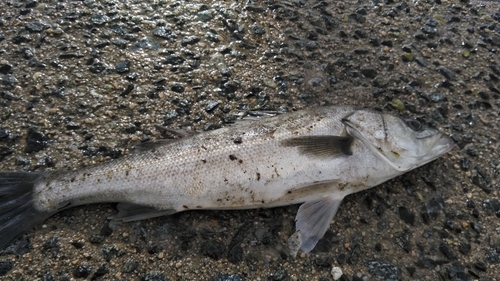 スズキの釣果