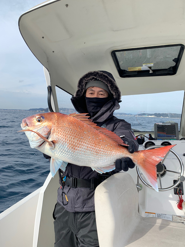 マダイの釣果