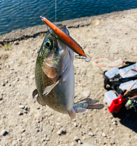 ニジマスの釣果