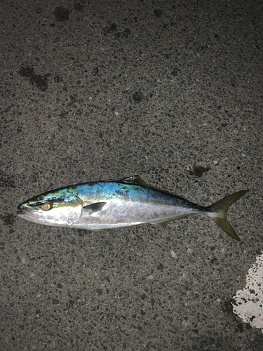 ワラサの釣果