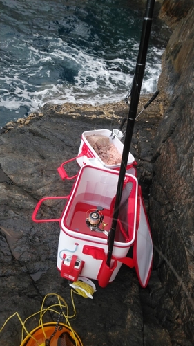 クチブトグレの釣果