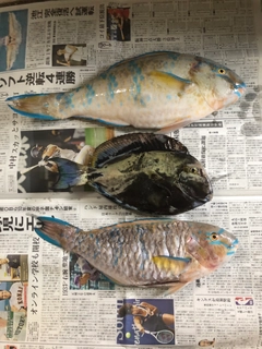 ヒブダイの釣果