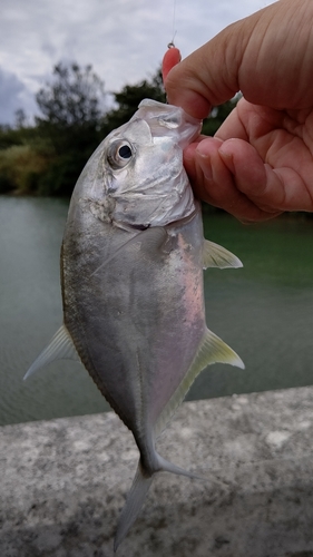 ロウニンアジの釣果