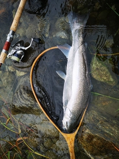 ニジマスの釣果