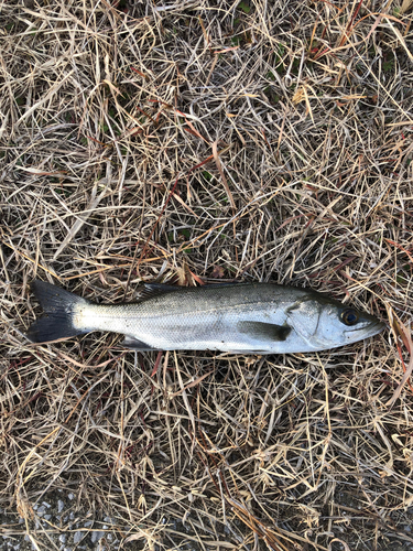 フッコ（マルスズキ）の釣果