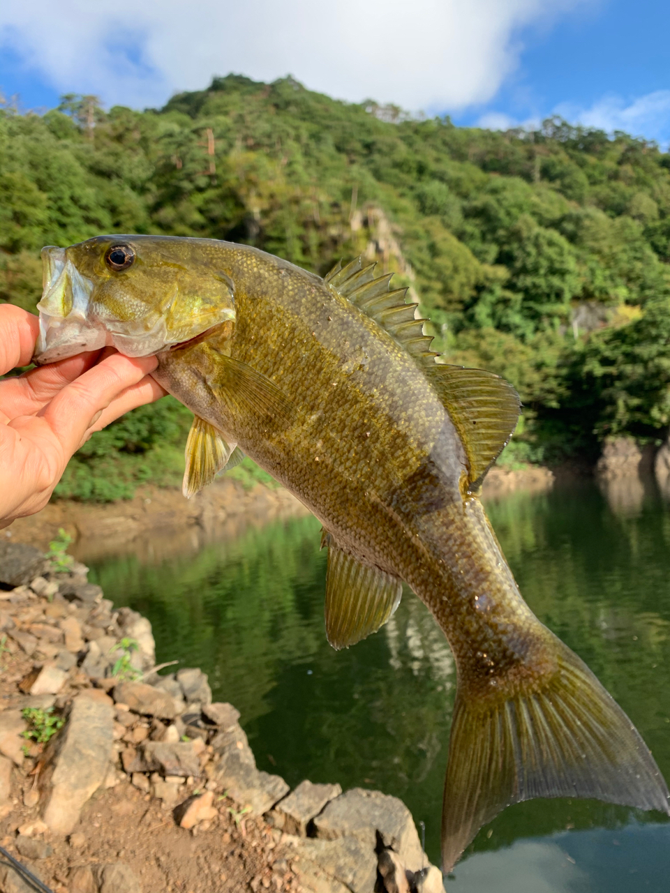 ブラックバス