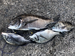 クロダイの釣果