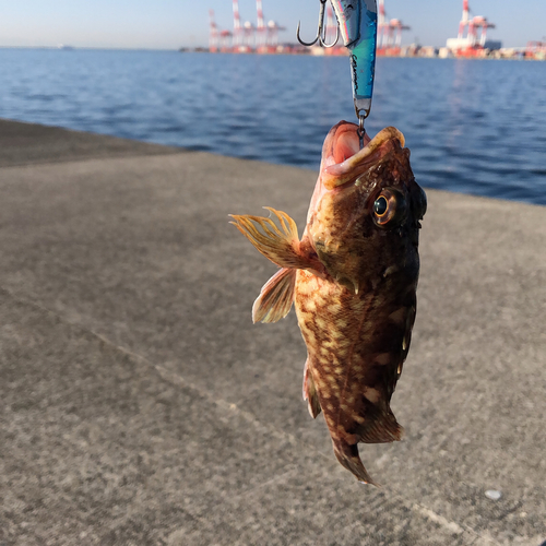 ガシラの釣果