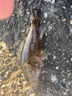 タケノコメバルの釣果