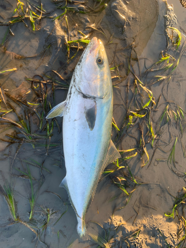 ブリの釣果