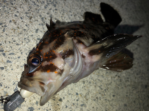 オウゴンムラソイの釣果