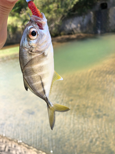 メッキの釣果