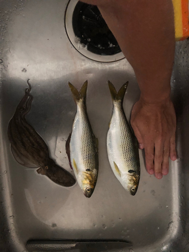 コノシロの釣果