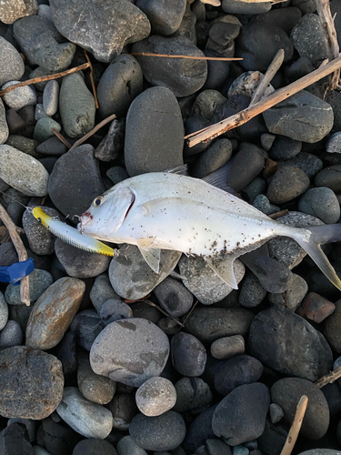 コショウダイの釣果