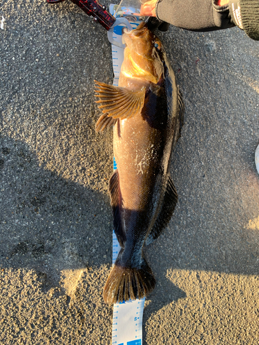 アイナメの釣果