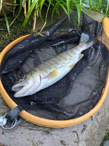 ヤマメの釣果