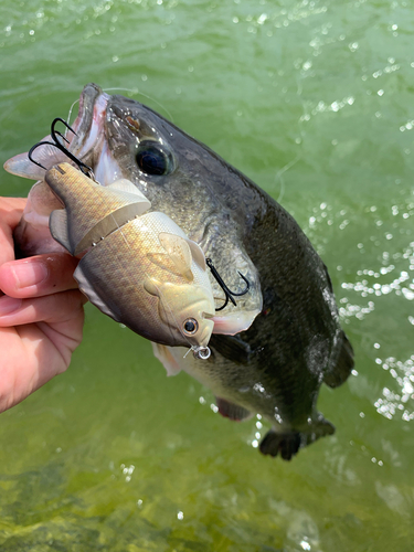 ラージマウスバスの釣果