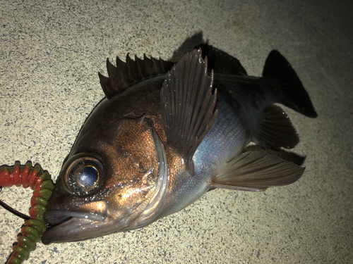 メバルの釣果