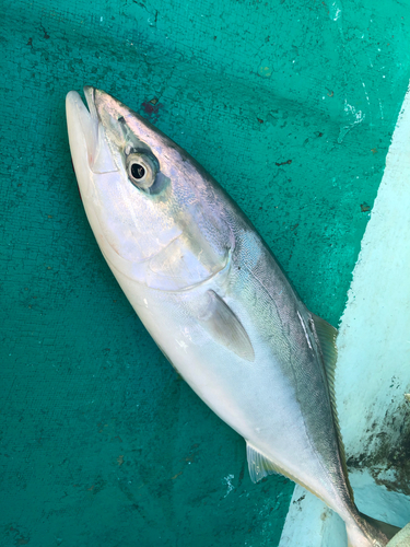 イナダの釣果