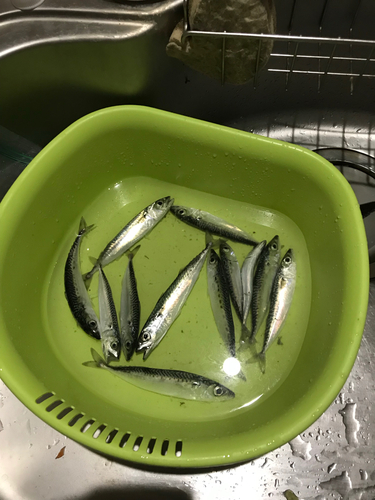 サバの釣果