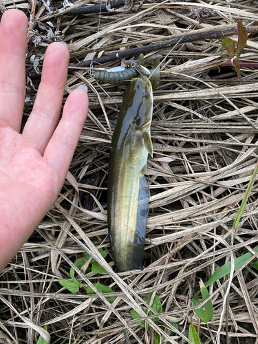 ナマズの釣果