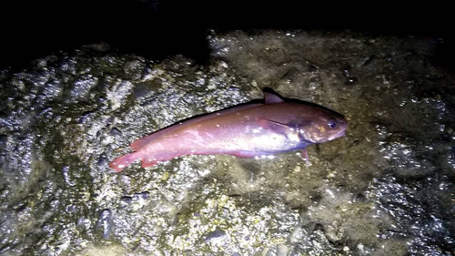 ドンコの釣果