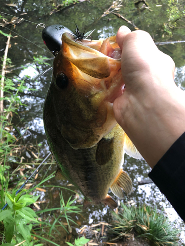 ブラックバスの釣果