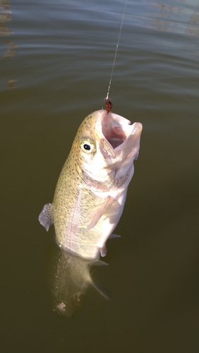 ニジマスの釣果