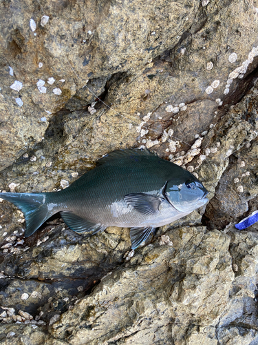 グレの釣果