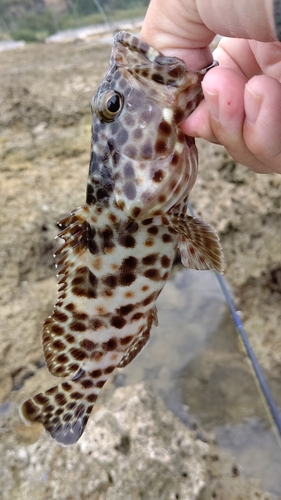 ヒトミハタの釣果