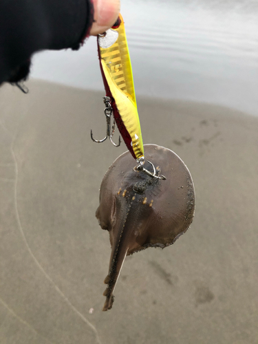 ウチワザメの釣果