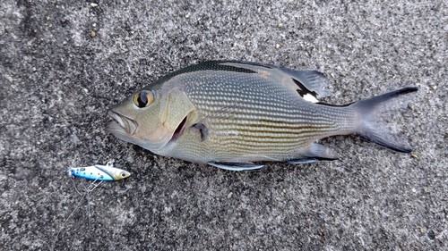 バラフエダイの釣果