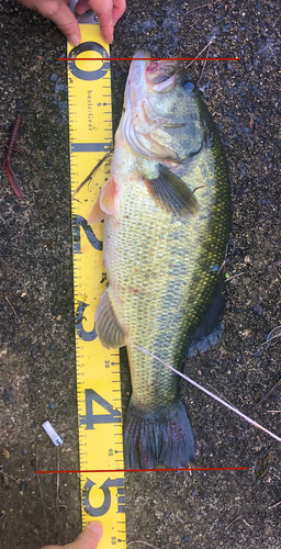 ブラックバスの釣果