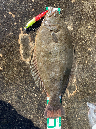 ヒラメの釣果