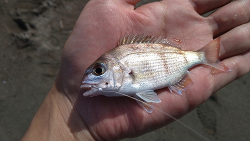 タイの釣果