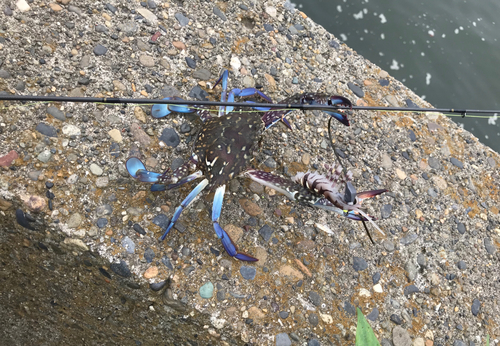 ワタリガニの釣果