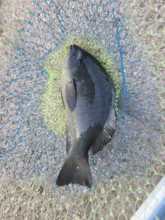 クチブトグレの釣果