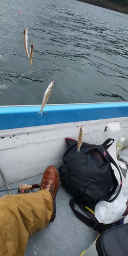 ワカサギの釣果