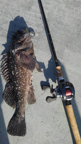 クロソイの釣果