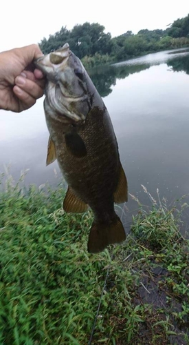 スモールマウスバスの釣果