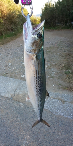 サゴシの釣果