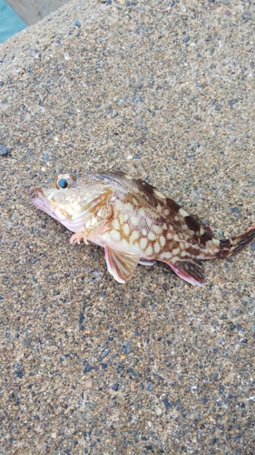 カサゴの釣果