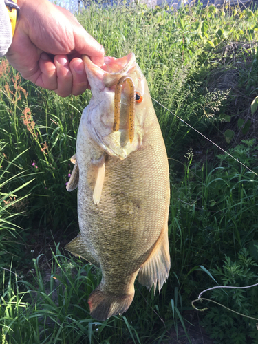 スモールマウスバスの釣果