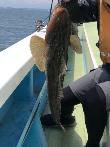 マゴチの釣果