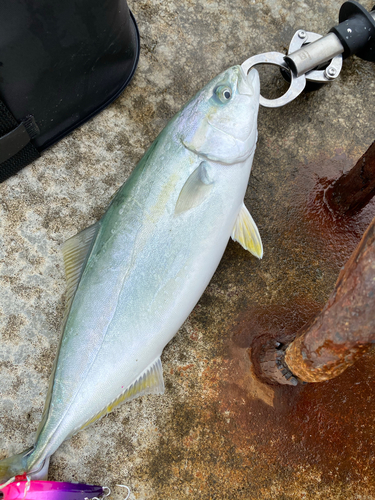 イナダの釣果