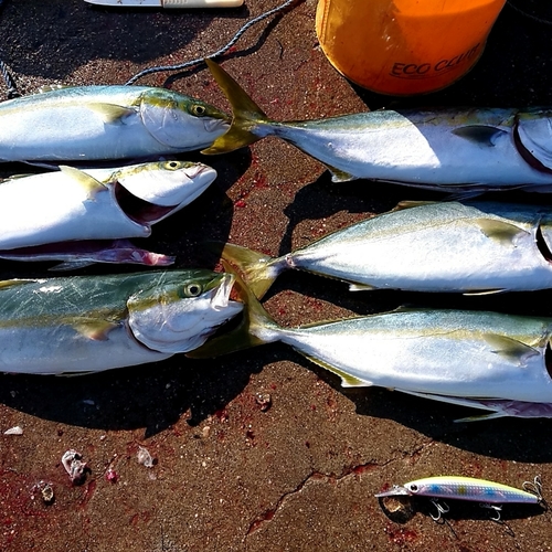 ハマチの釣果