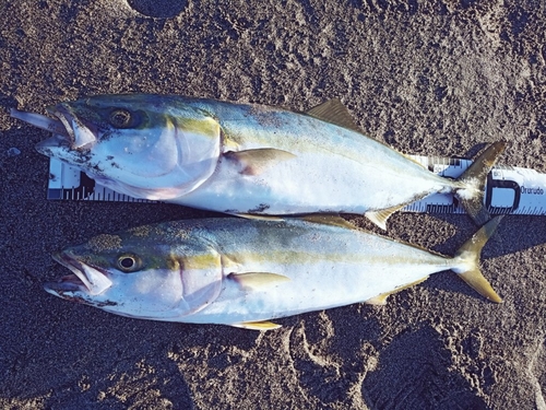 ワラサの釣果