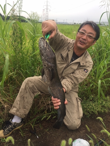 ライギョの釣果