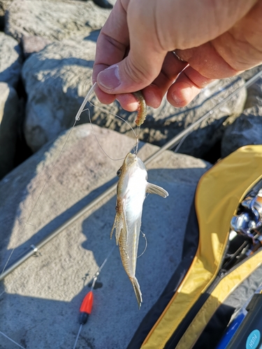 メゴチの釣果