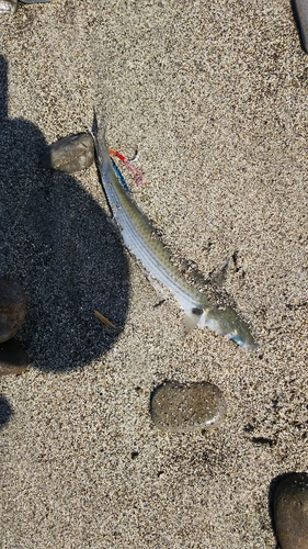 ボラの釣果